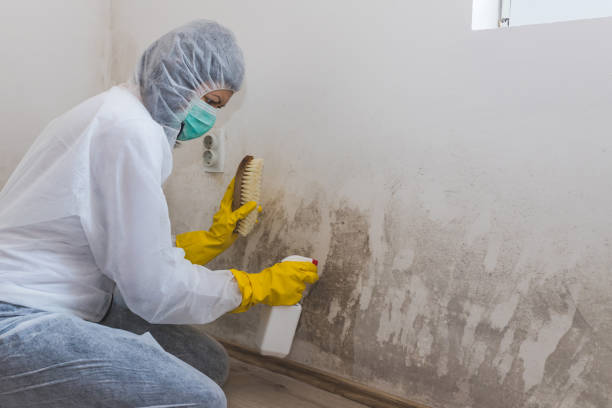 Best White Mold Remediation in USA